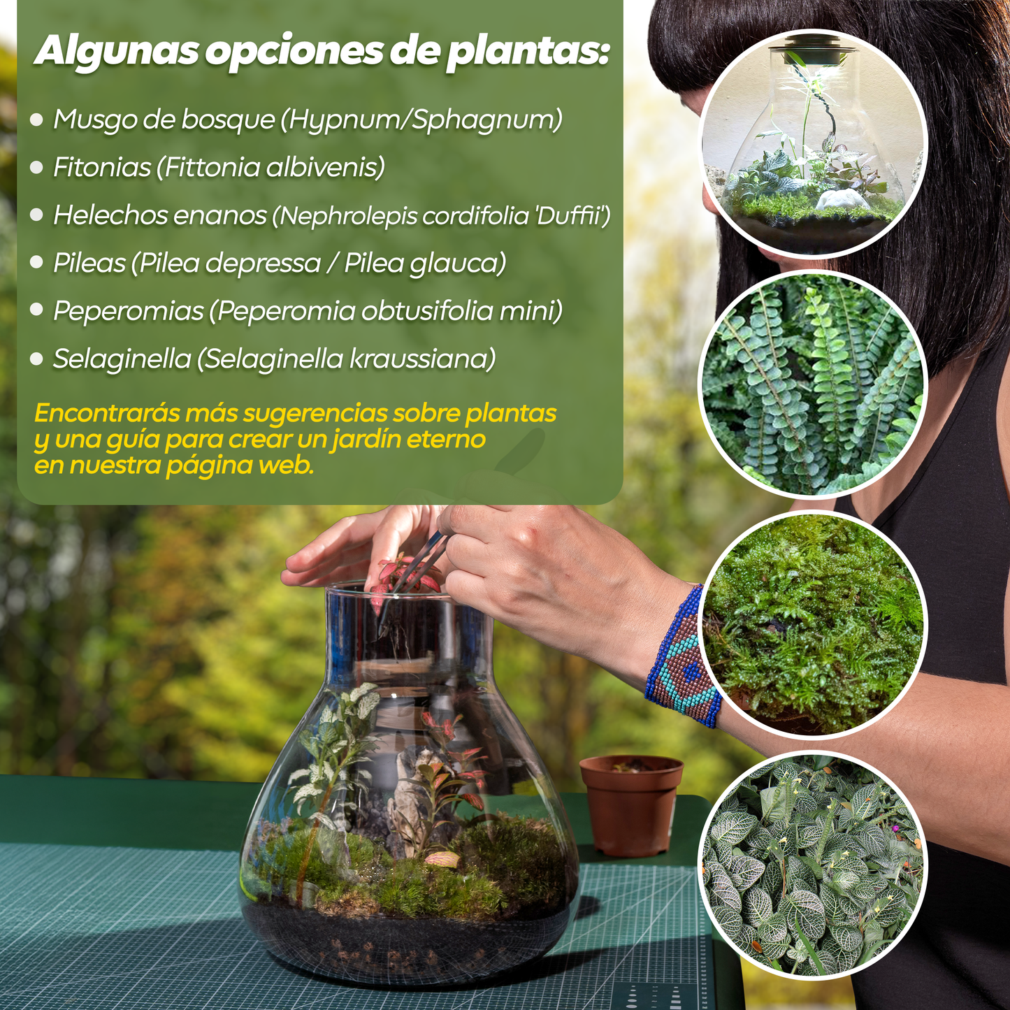 Kit de terrario todo en uno con luz LED para jardinería de interior