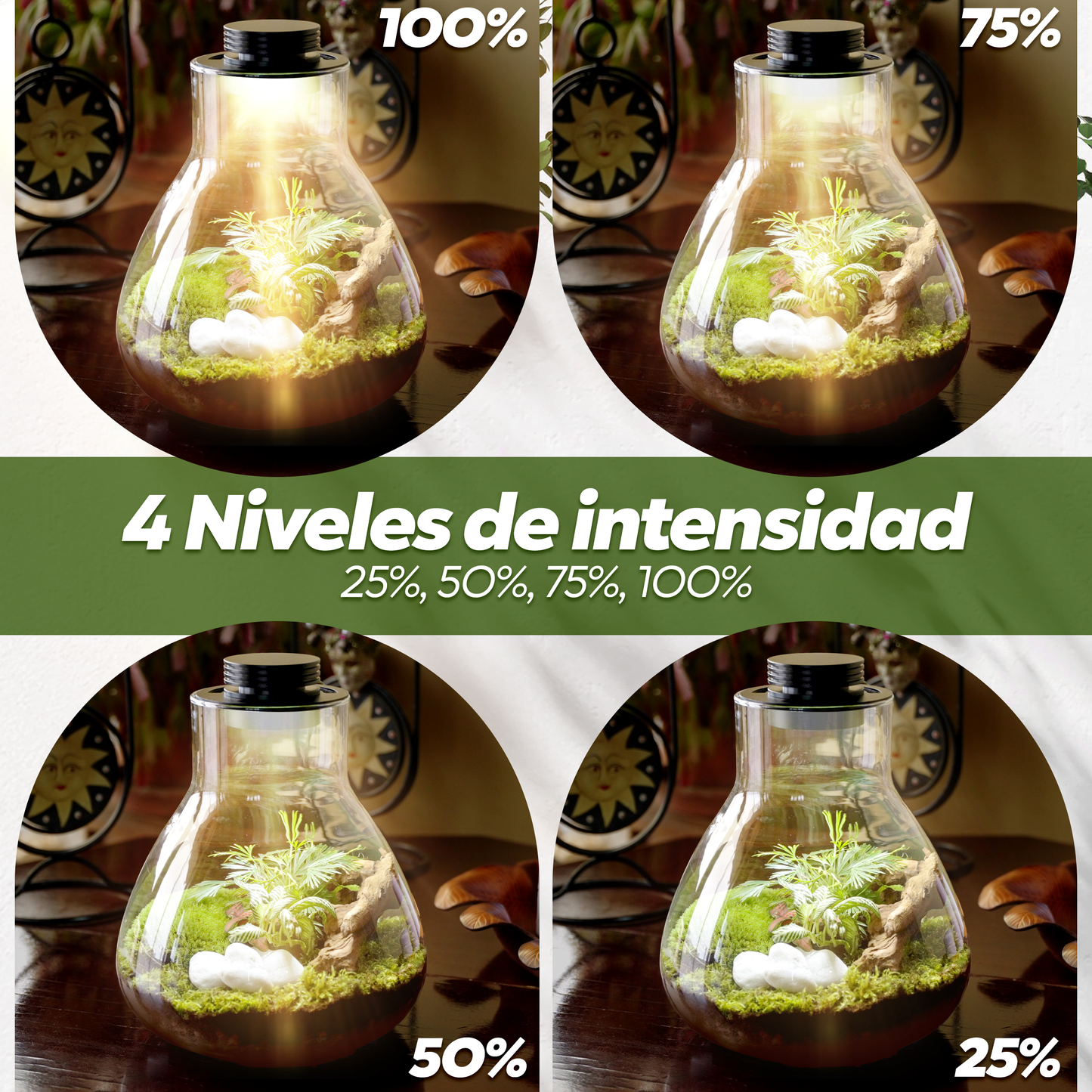 Kit de terrario todo en uno con luz LED para jardinería de interior